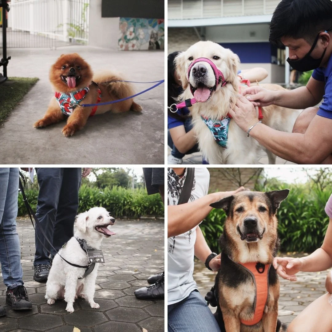 spca image
